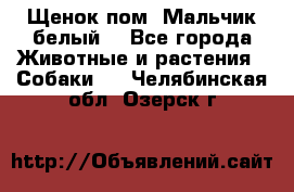 Щенок пом. Мальчик белый  - Все города Животные и растения » Собаки   . Челябинская обл.,Озерск г.